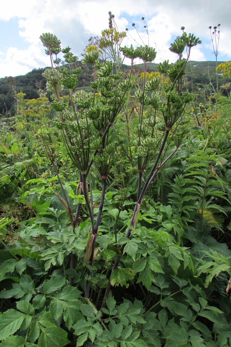 Xanthogalum purpurascens photo 8