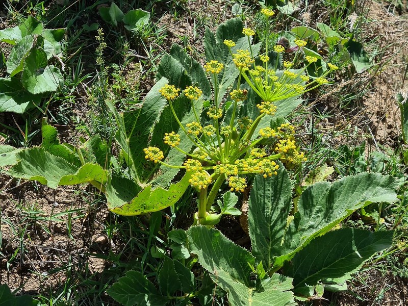 Xanthogalum sachokianum