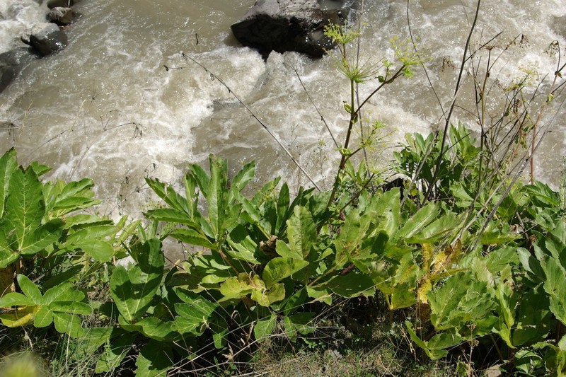 Xanthogalum sachokianum photo 2