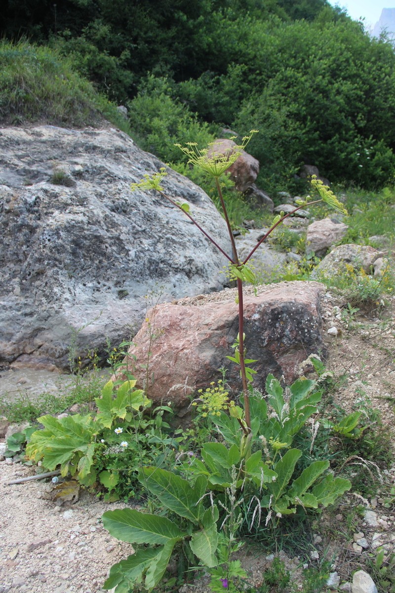 Xanthogalum sachokianum photo 3