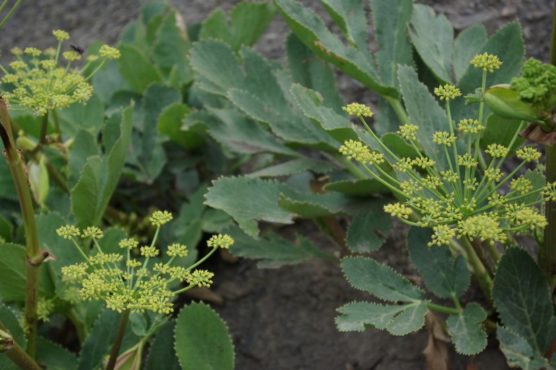 Xanthogalum sachokianum photo 4
