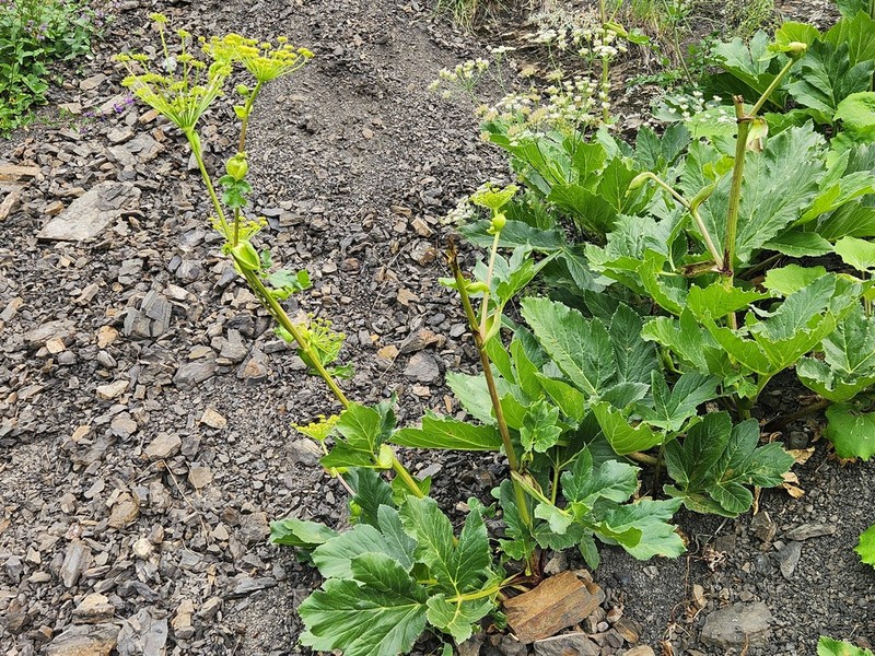 Xanthogalum sachokianum photo 5