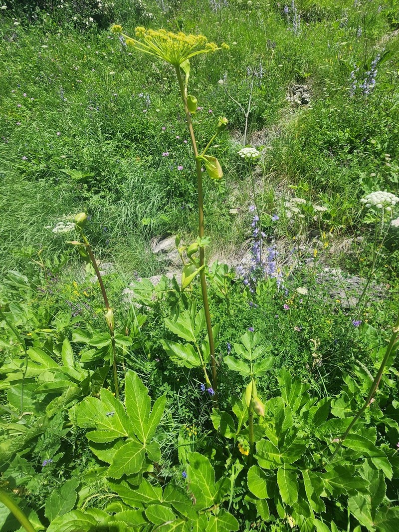 Xanthogalum sachokianum photo 6