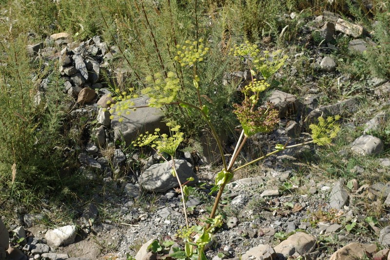 Xanthogalum sachokianum photo 7