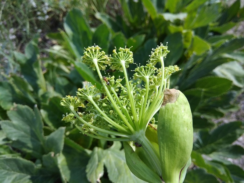 Xanthogalum sachokianum photo 8