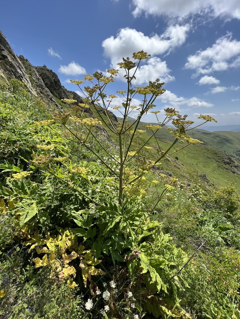 Xanthogalum tatianae