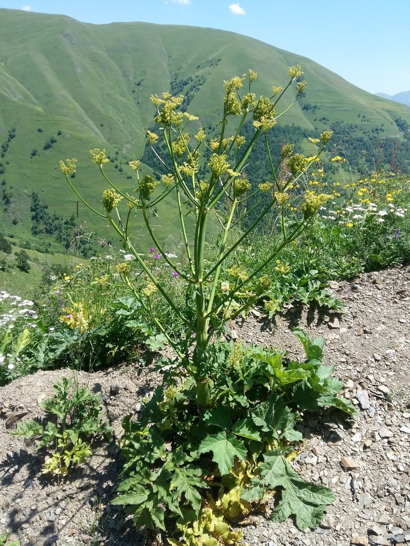 Xanthogalum tatianae photo 2