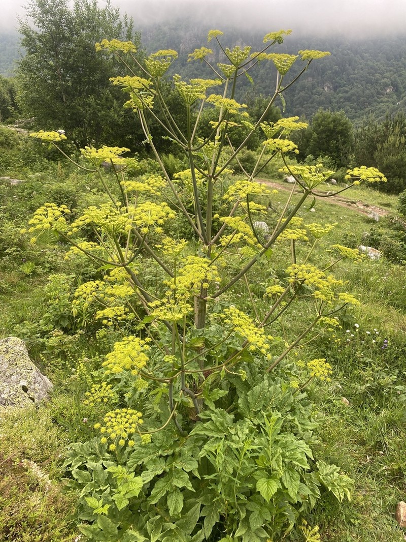 Xanthogalum tatianae photo 3