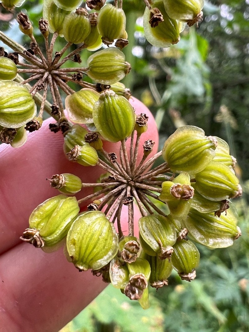 Xanthogalum tatianae photo 4