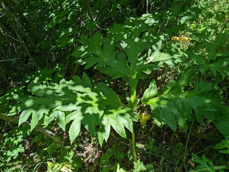 Xanthogalum tatianae photo 5