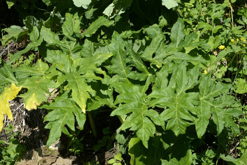 Xanthogalum tatianae photo 6