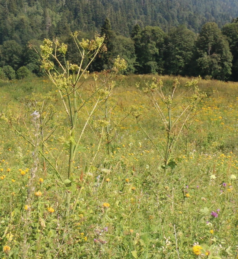 Xanthogalum tatianae photo 7