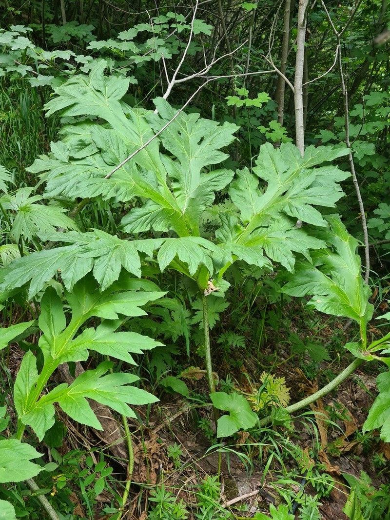 Xanthogalum tatianae photo 8