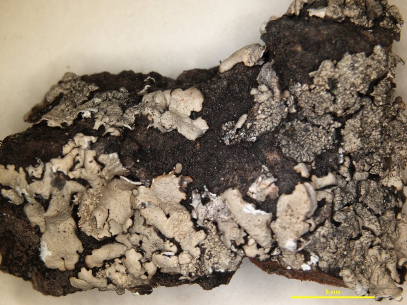 Ajo Xanthoparmelia Lichen