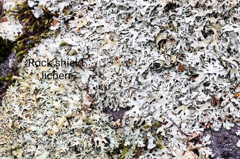 Xanthoparmelia Lichen photo 2