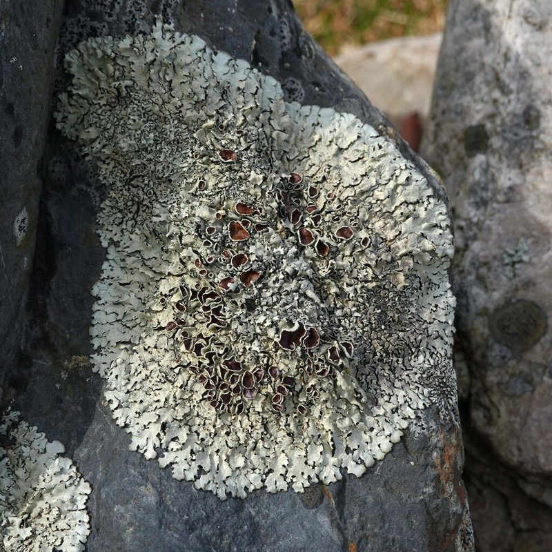 Xanthoparmelia Lichen photo 3