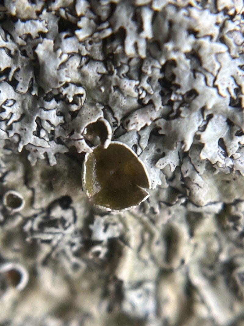 Xanthoparmelia Lichen photo 4