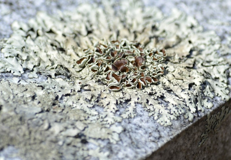 Xanthoparmelia Lichen photo 5