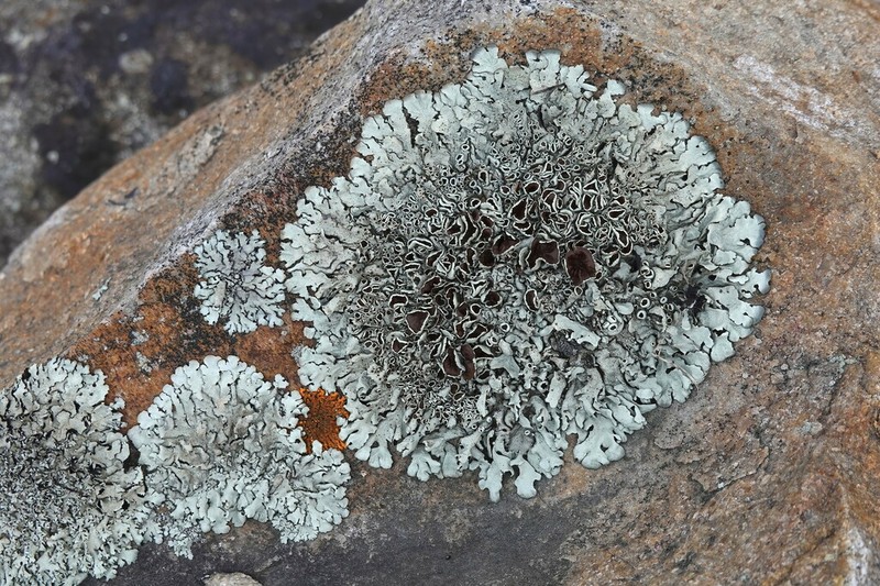 Xanthoparmelia Lichen photo 6