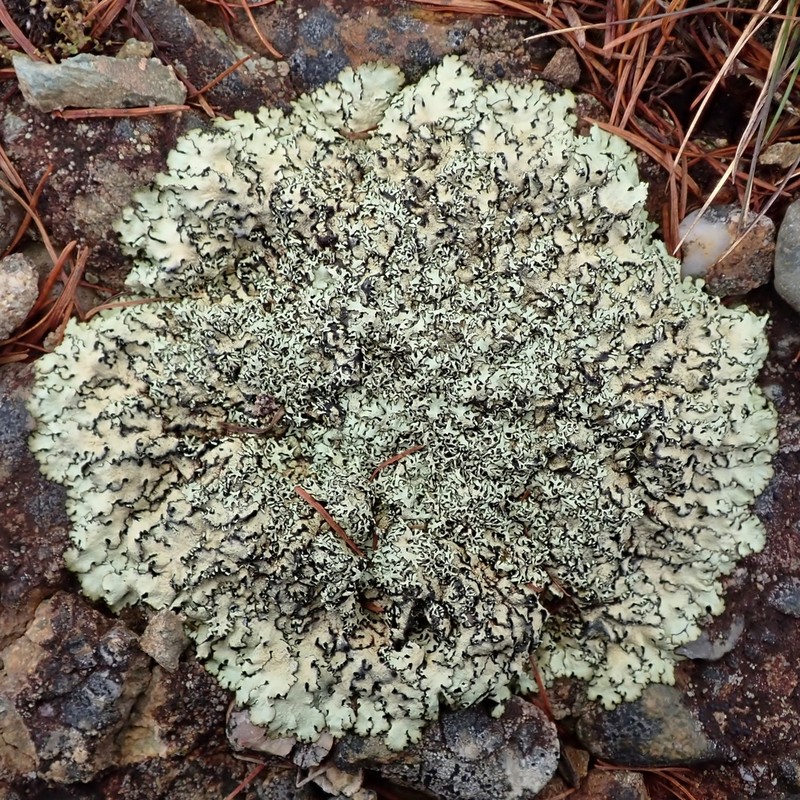 Xanthoparmelia Lichen photo 7