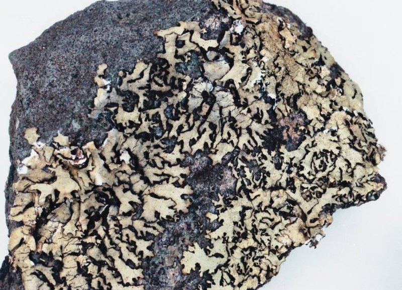 Xanthoparmelia Lichen