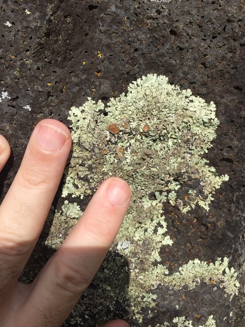 Xanthoparmelia Lichen
