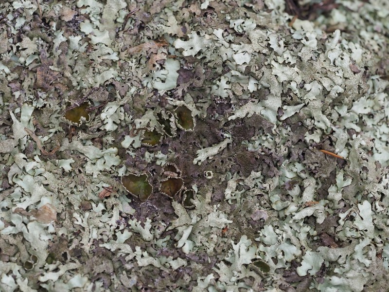 Xanthoparmelia Lichen photo 3