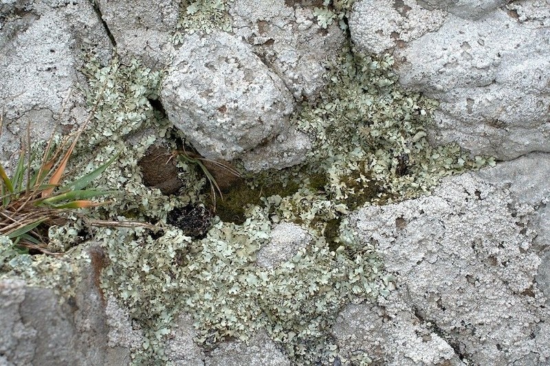 Xanthoparmelia Lichen photo 4