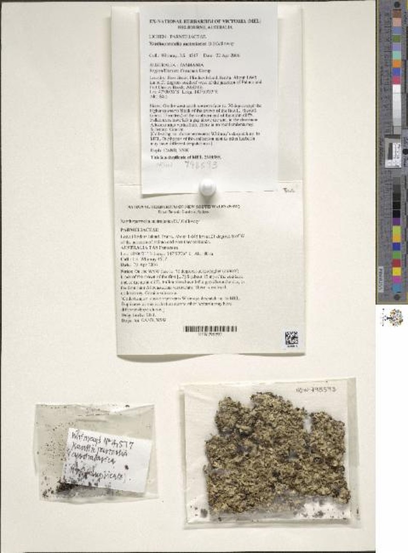 Xanthoparmelia Lichen photo 5