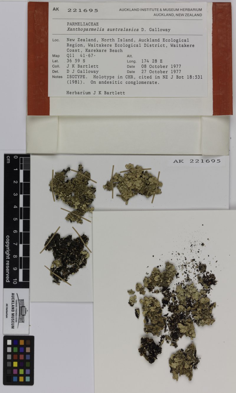 Xanthoparmelia Lichen