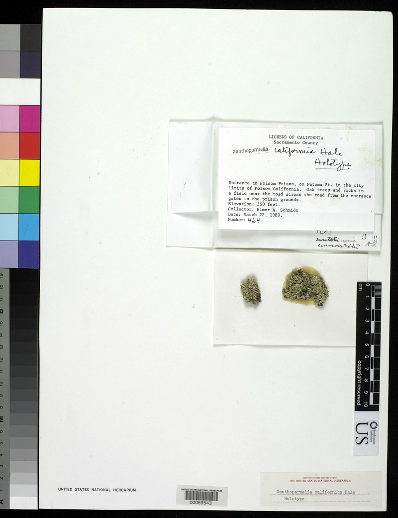 California Xanthoparmelia Lichen