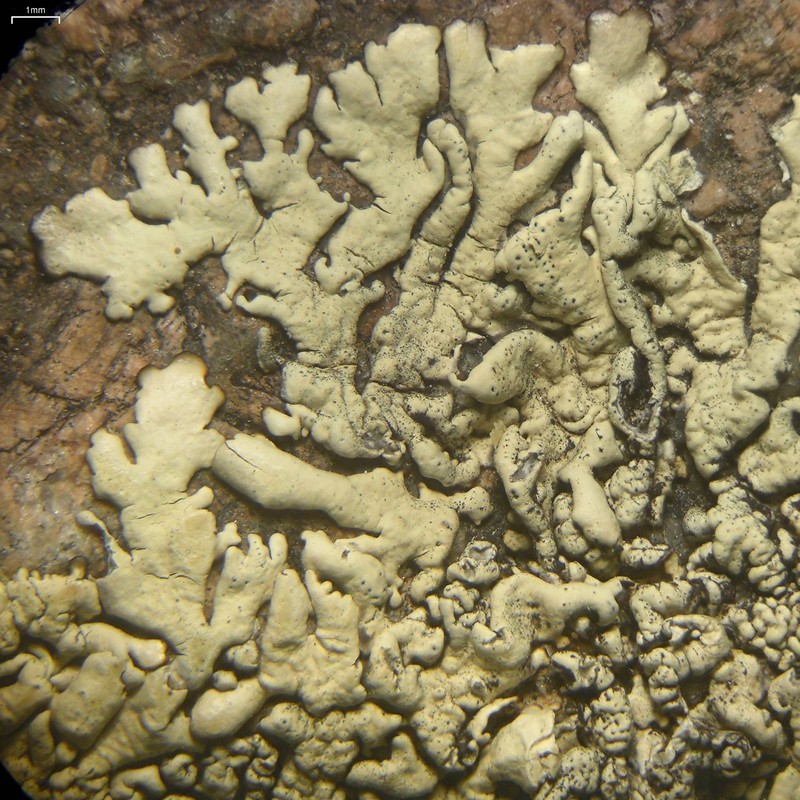 California Xanthoparmelia Lichen photo 2