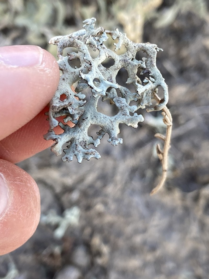 Kamchatka Xanthoparmelia Lichen