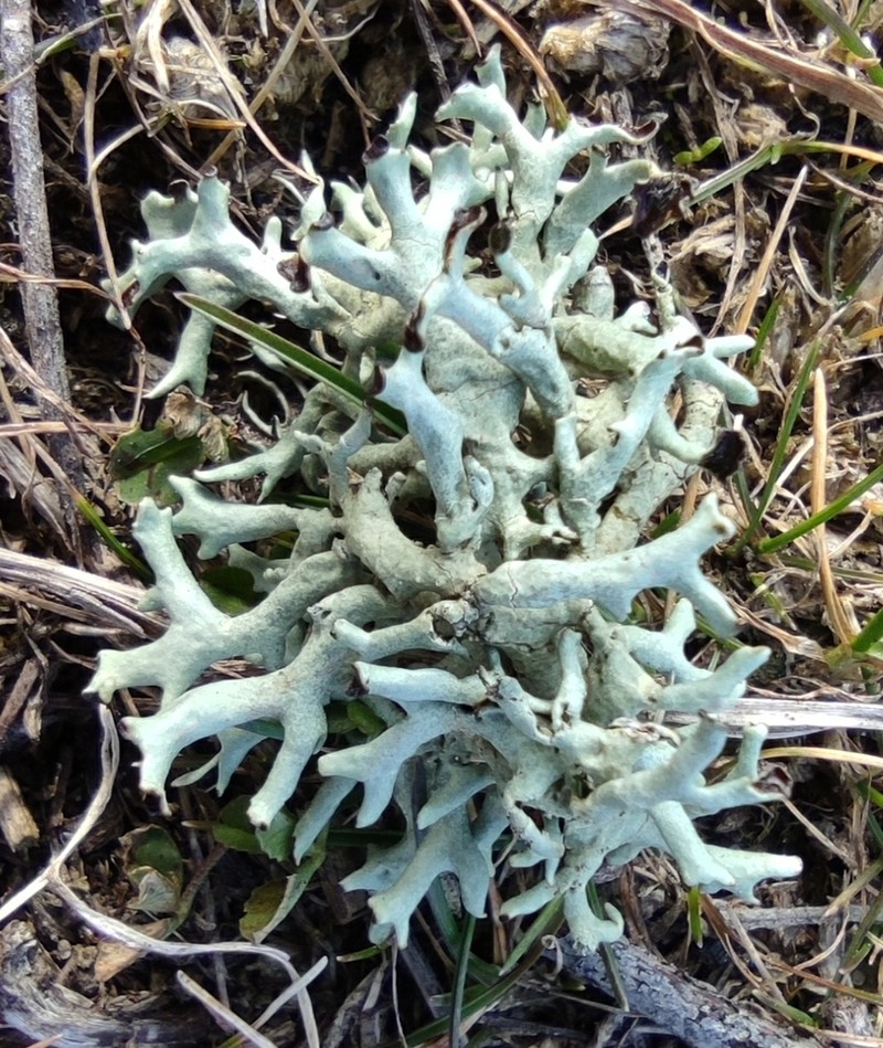 Kamchatka Xanthoparmelia Lichen photo 2