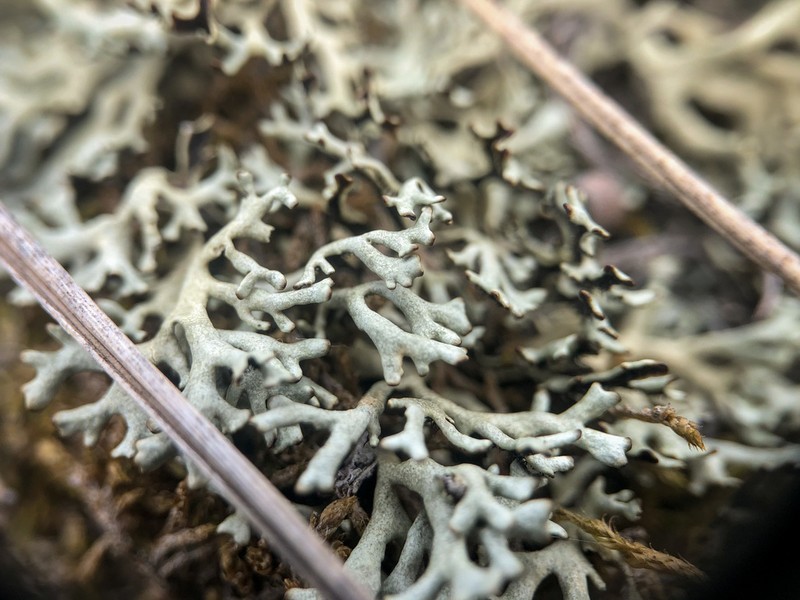 Kamchatka Xanthoparmelia Lichen photo 3