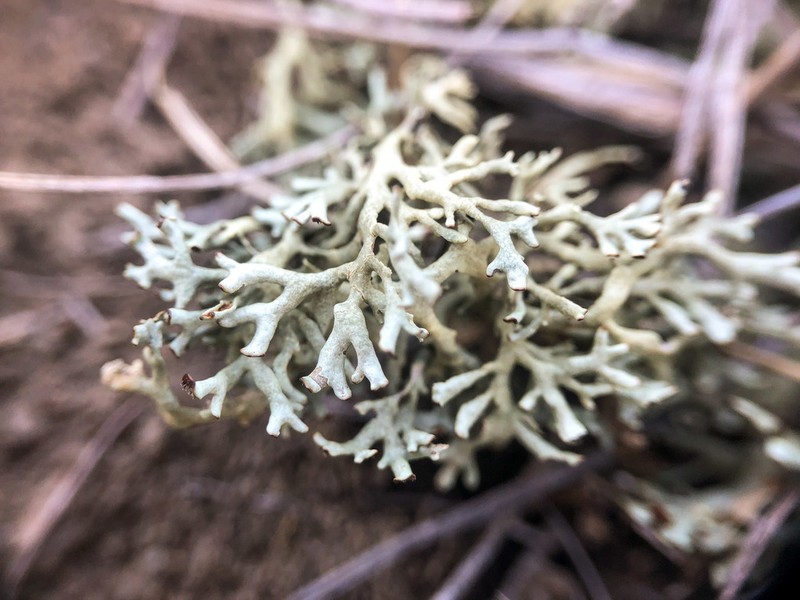 Kamchatka Xanthoparmelia Lichen photo 4