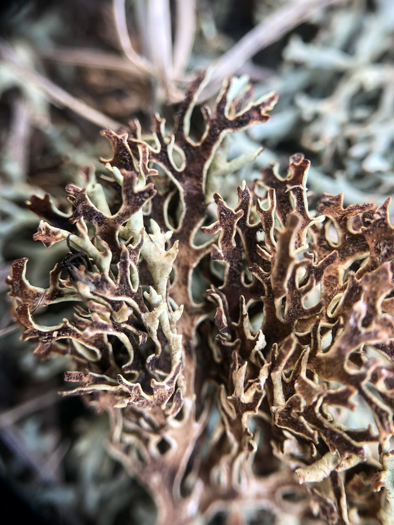 Kamchatka Xanthoparmelia Lichen photo 5
