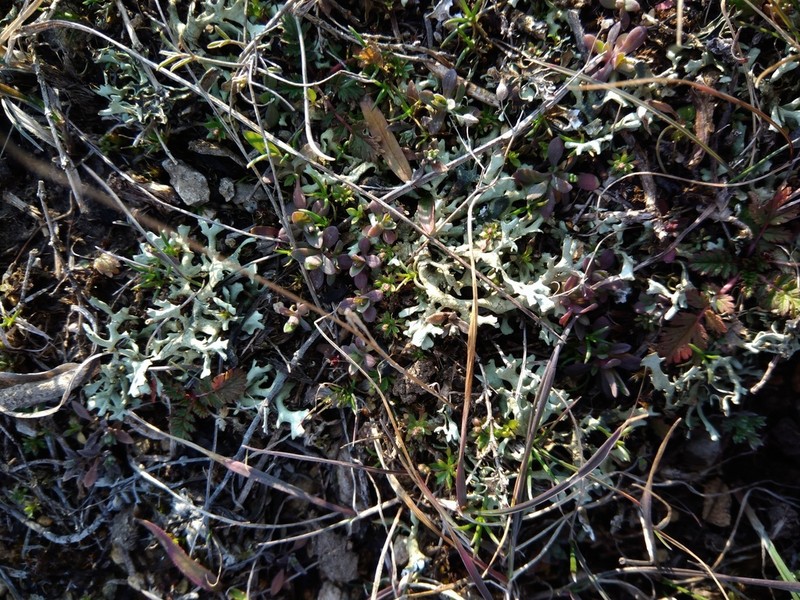 Kamchatka Xanthoparmelia Lichen photo 6