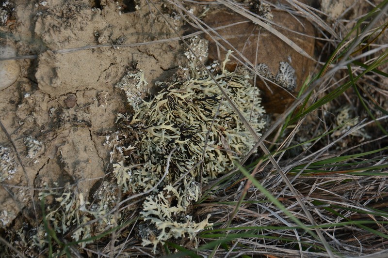 Kamchatka Xanthoparmelia Lichen photo 7