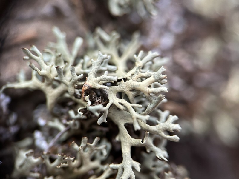 Kamchatka Xanthoparmelia Lichen photo 8