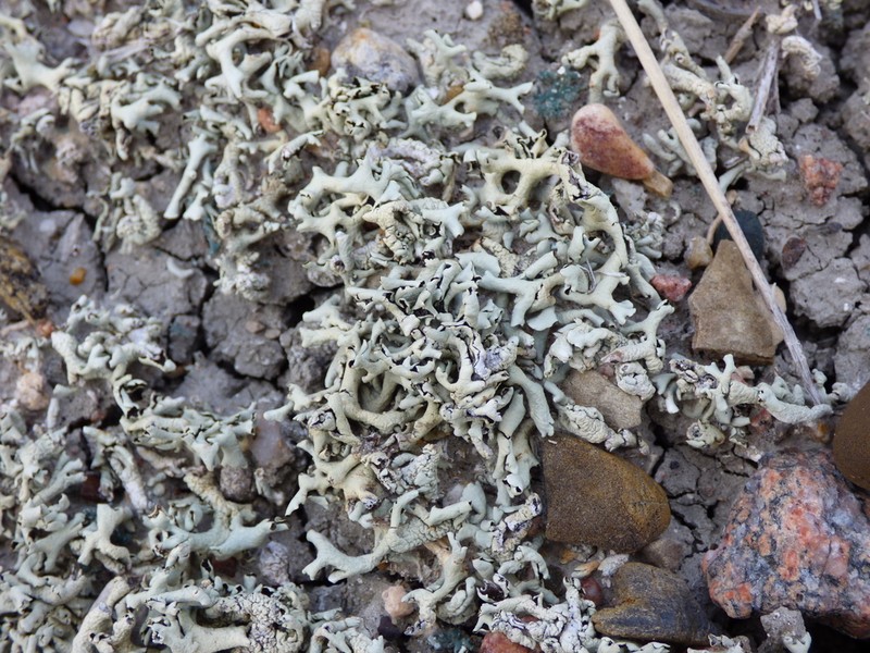 Xanthoparmelia Lichen photo 2