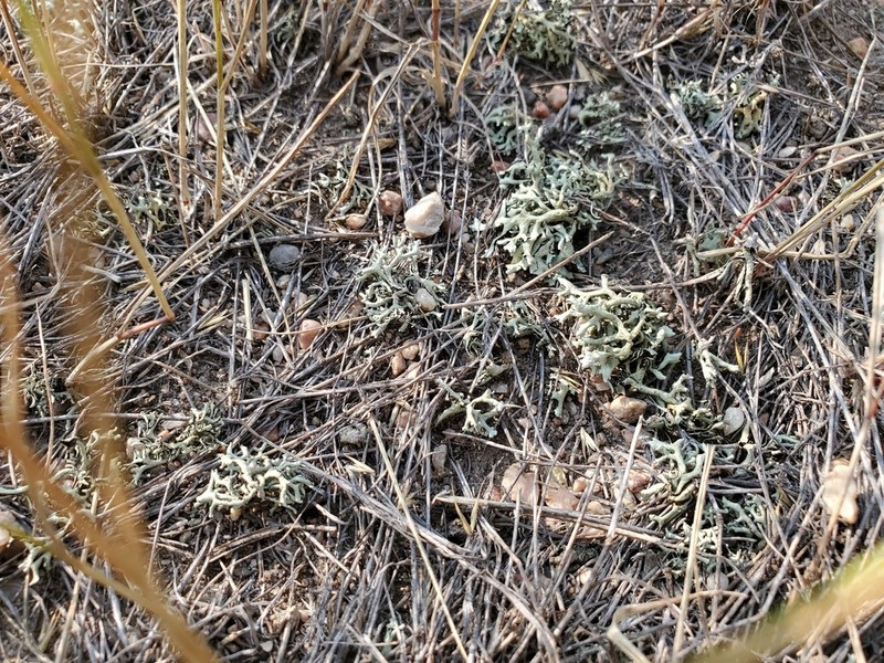 Xanthoparmelia Lichen photo 3