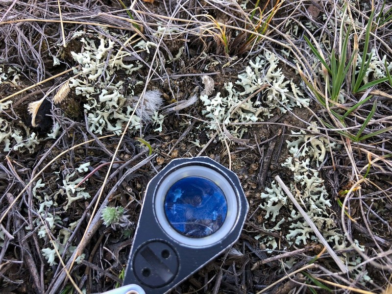 Xanthoparmelia Lichen photo 4