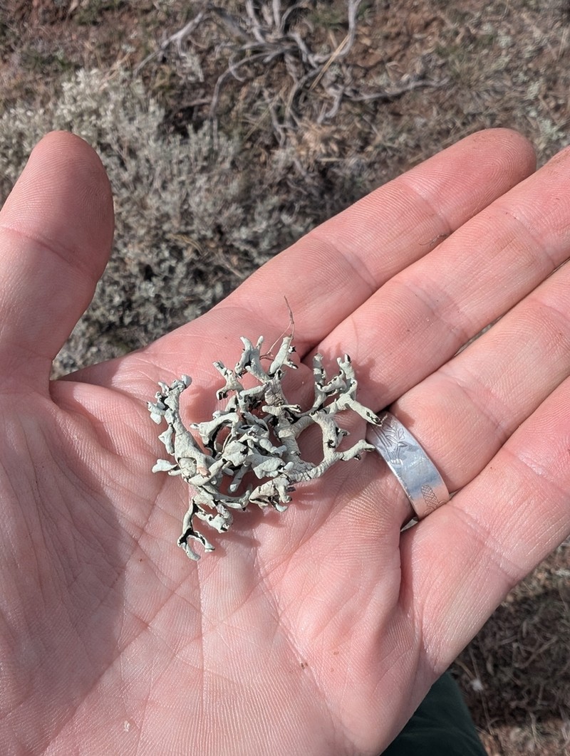 Xanthoparmelia Lichen photo 5