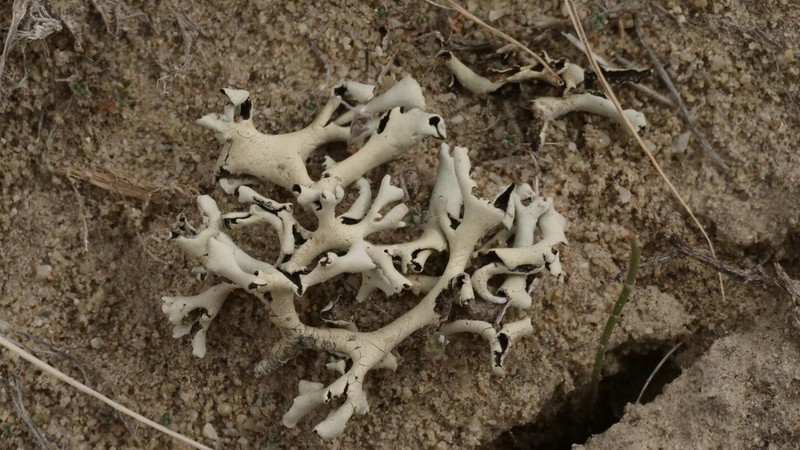 Xanthoparmelia Lichen photo 6