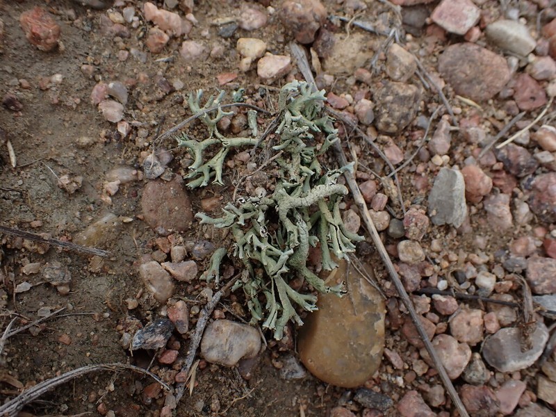 Xanthoparmelia Lichen photo 7