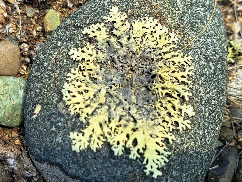 Colorado Xanthoparmelia Lichen