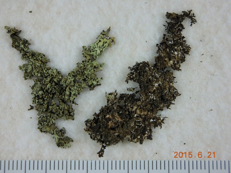 Colorado Xanthoparmelia Lichen photo 2