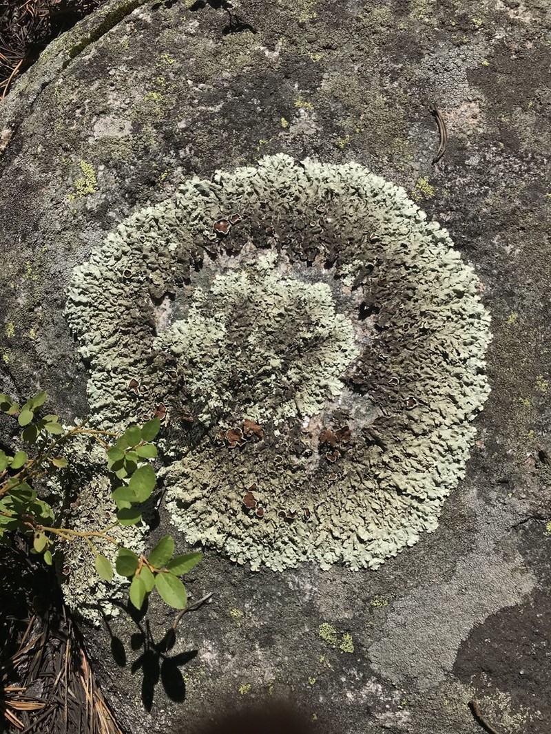 Colorado Xanthoparmelia Lichen photo 3