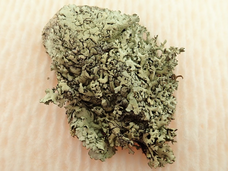 Colorado Xanthoparmelia Lichen photo 4